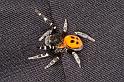 Eresus_sandaliatus_D2953_Z_84_NP De Hoge Veluwe_Nederland